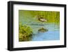 USA, Florida, Sarasota, Myakka River State Park, Wading Bird, Feeding, Glossy Ibis-Bernard Friel-Framed Photographic Print