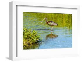 USA, Florida, Sarasota, Myakka River State Park, Wading Bird, Feeding, Glossy Ibis-Bernard Friel-Framed Photographic Print