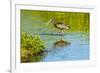 USA, Florida, Sarasota, Myakka River State Park, Wading Bird, Feeding, Glossy Ibis-Bernard Friel-Framed Photographic Print