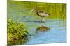 USA, Florida, Sarasota, Myakka River State Park, Wading Bird, Feeding, Glossy Ibis-Bernard Friel-Mounted Photographic Print