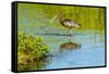 USA, Florida, Sarasota, Myakka River State Park, Wading Bird, Feeding, Glossy Ibis-Bernard Friel-Framed Stretched Canvas