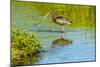 USA, Florida, Sarasota, Myakka River State Park, Wading Bird, Feeding, Glossy Ibis-Bernard Friel-Mounted Photographic Print