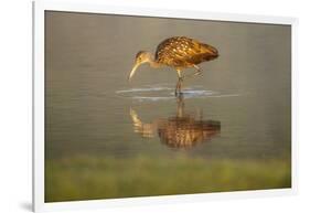 USA, Florida, Sarasota, Myakka River State Park, Wading Bird, Feeding, Limpkin, Isolated Reflection-Bernard Friel-Framed Photographic Print