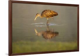 USA, Florida, Sarasota, Myakka River State Park, Wading Bird, Feeding, Limpkin, Isolated Reflection-Bernard Friel-Framed Photographic Print