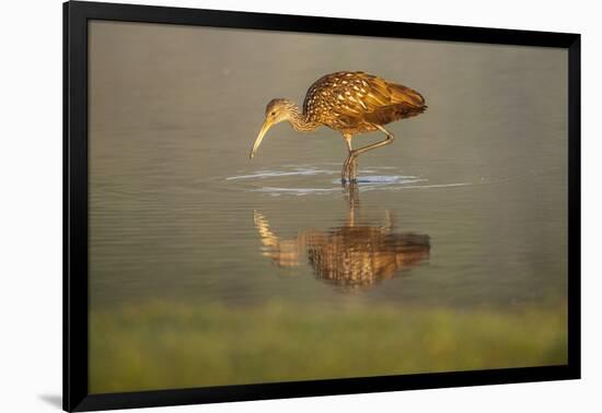 USA, Florida, Sarasota, Myakka River State Park, Wading Bird, Feeding, Limpkin, Isolated Reflection-Bernard Friel-Framed Photographic Print