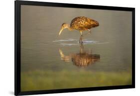 USA, Florida, Sarasota, Myakka River State Park, Wading Bird, Feeding, Limpkin, Isolated Reflection-Bernard Friel-Framed Photographic Print