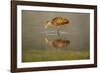 USA, Florida, Sarasota, Myakka River State Park, Wading Bird, Feeding, Limpkin, Isolated Reflection-Bernard Friel-Framed Photographic Print