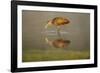 USA, Florida, Sarasota, Myakka River State Park, Wading Bird, Feeding, Limpkin, Isolated Reflection-Bernard Friel-Framed Photographic Print