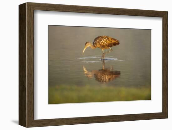 USA, Florida, Sarasota, Myakka River State Park, Wading Bird, Feeding, Limpkin, Isolated Reflection-Bernard Friel-Framed Photographic Print