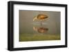 USA, Florida, Sarasota, Myakka River State Park, Wading Bird, Feeding, Limpkin, Isolated Reflection-Bernard Friel-Framed Photographic Print