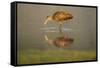 USA, Florida, Sarasota, Myakka River State Park, Wading Bird, Feeding, Limpkin, Isolated Reflection-Bernard Friel-Framed Stretched Canvas