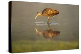 USA, Florida, Sarasota, Myakka River State Park, Wading Bird, Feeding, Limpkin, Isolated Reflection-Bernard Friel-Stretched Canvas
