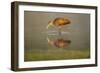 USA, Florida, Sarasota, Myakka River State Park, Wading Bird, Feeding, Limpkin, Isolated Reflection-Bernard Friel-Framed Photographic Print