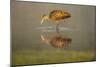 USA, Florida, Sarasota, Myakka River State Park, Wading Bird, Feeding, Limpkin, Isolated Reflection-Bernard Friel-Mounted Photographic Print