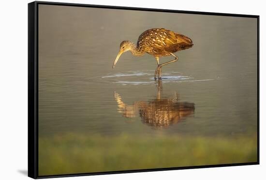 USA, Florida, Sarasota, Myakka River State Park, Wading Bird, Feeding, Limpkin, Isolated Reflection-Bernard Friel-Framed Stretched Canvas