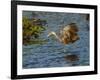 USA, Florida, Sarasota, Myakka River State Park, Wading Bird, Feeding. Limpkin-Bernard Friel-Framed Photographic Print