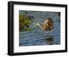 USA, Florida, Sarasota, Myakka River State Park, Wading Bird, Feeding. Limpkin-Bernard Friel-Framed Photographic Print