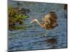 USA, Florida, Sarasota, Myakka River State Park, Wading Bird, Feeding. Limpkin-Bernard Friel-Mounted Photographic Print