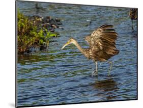 USA, Florida, Sarasota, Myakka River State Park, Wading Bird, Feeding. Limpkin-Bernard Friel-Mounted Photographic Print