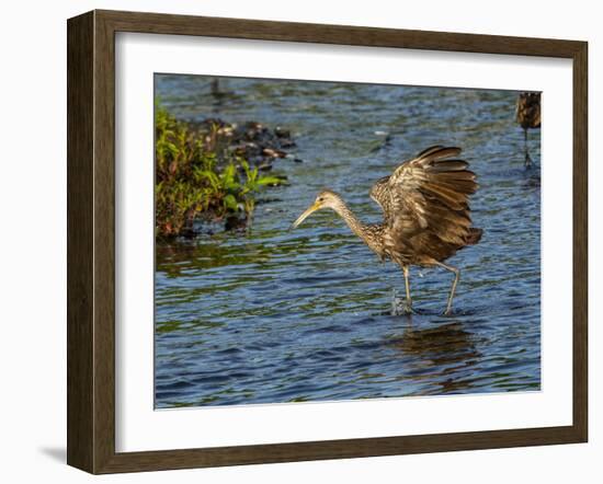 USA, Florida, Sarasota, Myakka River State Park, Wading Bird, Feeding. Limpkin-Bernard Friel-Framed Photographic Print