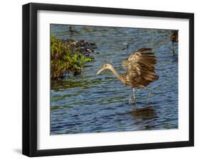 USA, Florida, Sarasota, Myakka River State Park, Wading Bird, Feeding. Limpkin-Bernard Friel-Framed Photographic Print