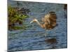 USA, Florida, Sarasota, Myakka River State Park, Wading Bird, Feeding. Limpkin-Bernard Friel-Mounted Photographic Print