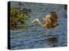 USA, Florida, Sarasota, Myakka River State Park, Wading Bird, Feeding. Limpkin-Bernard Friel-Stretched Canvas