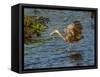 USA, Florida, Sarasota, Myakka River State Park, Wading Bird, Feeding. Limpkin-Bernard Friel-Framed Stretched Canvas