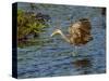 USA, Florida, Sarasota, Myakka River State Park, Wading Bird, Feeding. Limpkin-Bernard Friel-Stretched Canvas