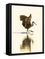 USA, Florida, Sarasota, Myakka River State Park, Wading Bird, Feeding, Limpkin-Bernard Friel-Framed Stretched Canvas