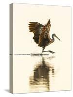 USA, Florida, Sarasota, Myakka River State Park, Wading Bird, Feeding, Limpkin-Bernard Friel-Stretched Canvas