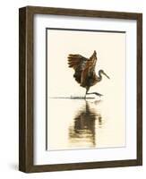 USA, Florida, Sarasota, Myakka River State Park, Wading Bird, Feeding, Limpkin-Bernard Friel-Framed Photographic Print