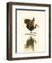 USA, Florida, Sarasota, Myakka River State Park, Wading Bird, Feeding, Limpkin-Bernard Friel-Framed Photographic Print