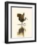 USA, Florida, Sarasota, Myakka River State Park, Wading Bird, Feeding, Limpkin-Bernard Friel-Framed Photographic Print