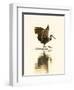 USA, Florida, Sarasota, Myakka River State Park, Wading Bird, Feeding, Limpkin-Bernard Friel-Framed Photographic Print