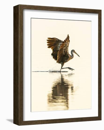 USA, Florida, Sarasota, Myakka River State Park, Wading Bird, Feeding, Limpkin-Bernard Friel-Framed Photographic Print