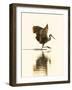 USA, Florida, Sarasota, Myakka River State Park, Wading Bird, Feeding, Limpkin-Bernard Friel-Framed Photographic Print