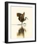 USA, Florida, Sarasota, Myakka River State Park, Wading Bird, Feeding, Limpkin-Bernard Friel-Framed Photographic Print