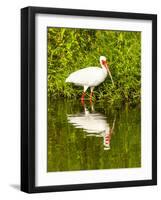 USA, Florida, Sarasota, Myakka River State Park, Wading Bird, Feeding, White Ibis-Bernard Friel-Framed Photographic Print