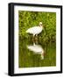 USA, Florida, Sarasota, Myakka River State Park, Wading Bird, Feeding, White Ibis-Bernard Friel-Framed Photographic Print