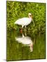 USA, Florida, Sarasota, Myakka River State Park, Wading Bird, Feeding, White Ibis-Bernard Friel-Mounted Photographic Print