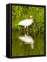 USA, Florida, Sarasota, Myakka River State Park, Wading Bird, Feeding, White Ibis-Bernard Friel-Framed Stretched Canvas