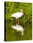 USA, Florida, Sarasota, Myakka River State Park, Wading Bird, Feeding, White Ibis-Bernard Friel-Stretched Canvas