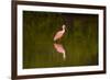 USA, Florida, Sarasota, Myakka River State Park, Wading Roseate Spoonbill-Bernard Friel-Framed Photographic Print