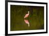 USA, Florida, Sarasota, Myakka River State Park, Wading Roseate Spoonbill-Bernard Friel-Framed Photographic Print