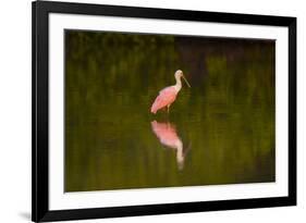 USA, Florida, Sarasota, Myakka River State Park, Wading Roseate Spoonbill-Bernard Friel-Framed Photographic Print