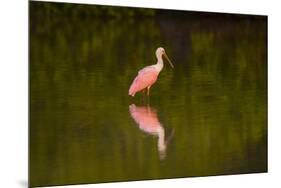 USA, Florida, Sarasota, Myakka River State Park, Wading Roseate Spoonbill-Bernard Friel-Mounted Photographic Print