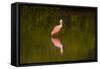 USA, Florida, Sarasota, Myakka River State Park, Wading Roseate Spoonbill-Bernard Friel-Framed Stretched Canvas