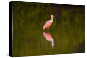 USA, Florida, Sarasota, Myakka River State Park, Wading Roseate Spoonbill-Bernard Friel-Stretched Canvas