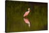 USA, Florida, Sarasota, Myakka River State Park, Wading Roseate Spoonbill-Bernard Friel-Stretched Canvas